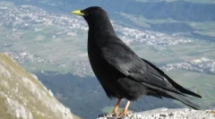 Која максимална висина лета птици